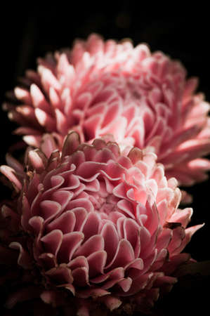 flower on black flower design