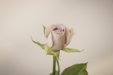 Rose Vintage Flowers の写真素材