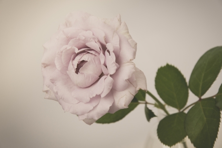 Rose Vintage Flowers の写真素材