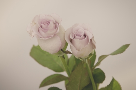 Rose Vintage Flowers の写真素材