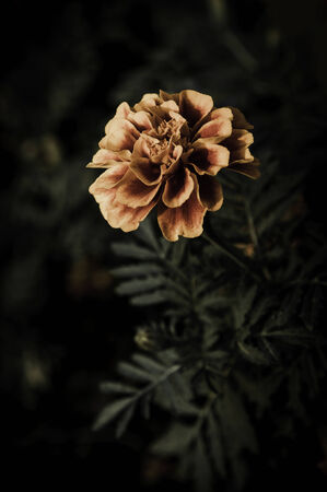 flower on black flower design の写真素材