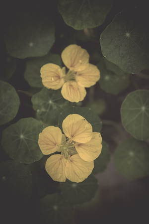 Retro flowers,Vintage Flowers backgroundの写真素材