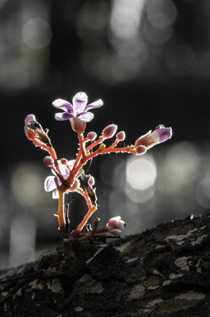 Retro flowers,Vintage Flowers backgroundの写真素材