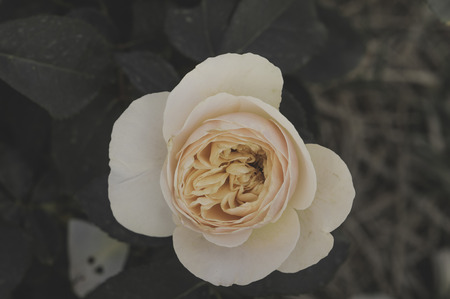 Rose Flowers in the design of natural dark tones.の写真素材