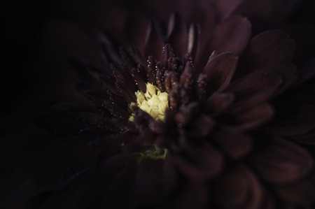 Flowers in the design of natural dark tones.の写真素材