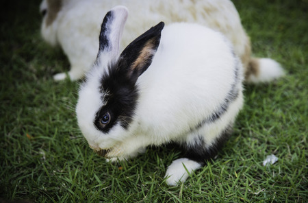 Cottontail bunny rabbit eating grass in the gardenの写真素材