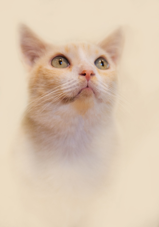 Cute cat, cat lying on the wooden floor in the background blurred close up playfulの写真素材