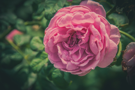 Rose Vintage Flowers In warm tonesの写真素材