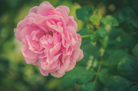 Rose Vintage Flowers In warm tonesの写真素材