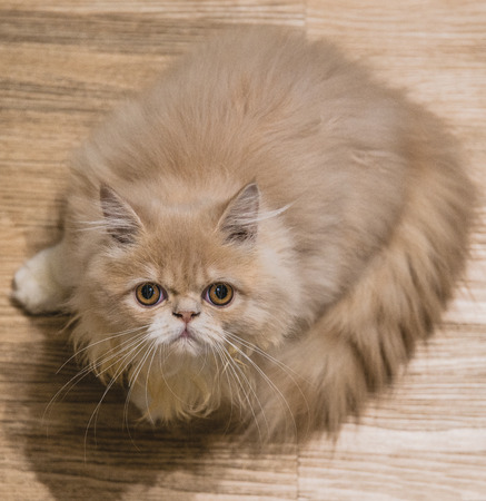 Cute cat, cat lying on the wooden floor in the background blurred close up playfulの写真素材