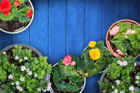 Group of flower pot on wood floorの写真素材
