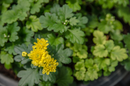 Flower garden with colorful background.の写真素材