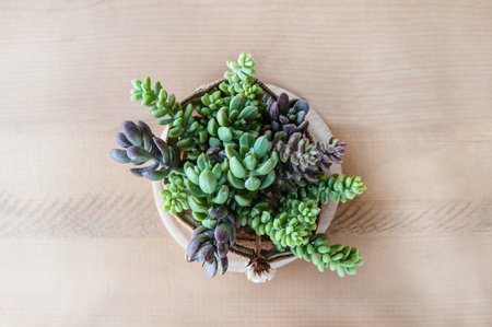 Flowers in small pots For decorationの写真素材