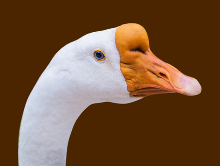 White Duck mouth orange brown background.の写真素材