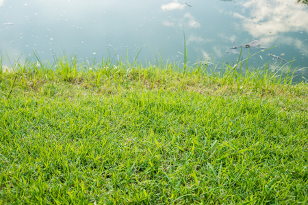 Leaf green leaf macro decoration.の写真素材