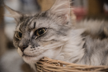 Brown cat fur looks beautiful.の写真素材