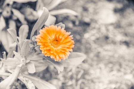 Flowers in the design of natural dark tones.の写真素材