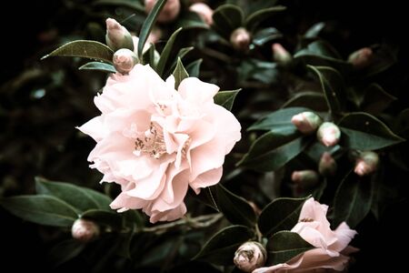 Flowers in the design of natural dark tones.の写真素材