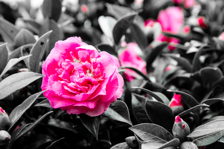 Flowers in the design of natural dark tones.の写真素材