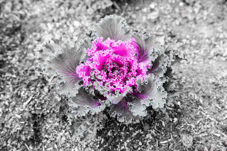 Freshly harvested cabbageの写真素材