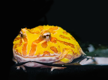 Argentine Horned Frog or Pac-man frog is most common species of Horned Frog, from the grasslands of Argentina, Uruguay and Brazil.の写真素材