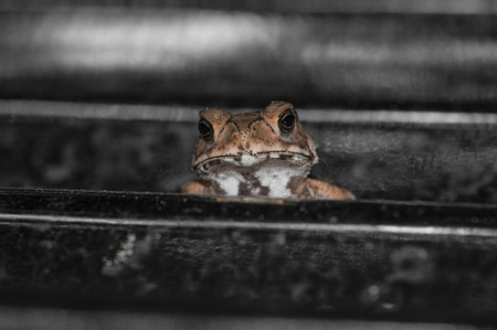 Common toad sitting, portrait of brown common toad macro shotの写真素材