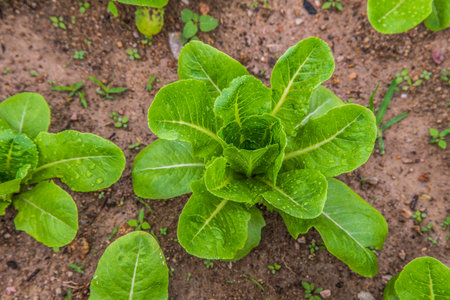 Small green salad seedlings in the vegetable gardenの写真素材