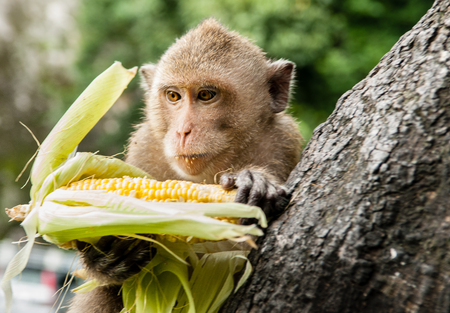 monkey sits on the stone and eatsの写真素材