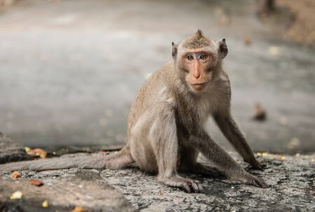 monkey sits on the stone and eats