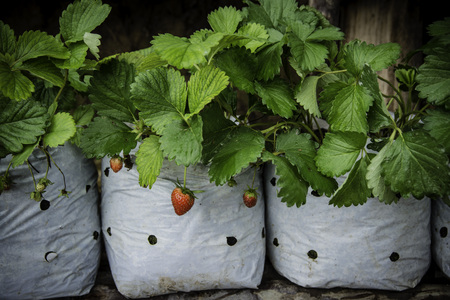 strawberry fruits in growth at gardenの写真素材