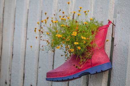 Flowers in bootsの写真素材