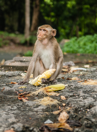monkey sits on the stone and eatsの写真素材