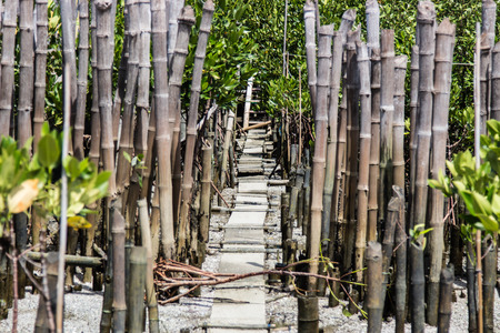 walkway to the beach in thailand beach,A second wave of anti-bambooの写真素材