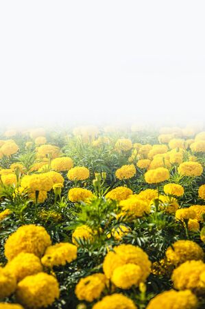 Flowers in the design of natural dark tones.の写真素材