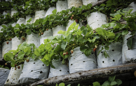 strawberry fruits in growth at gardenの写真素材