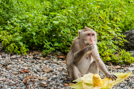 monkey sits on the stone and eatsの写真素材