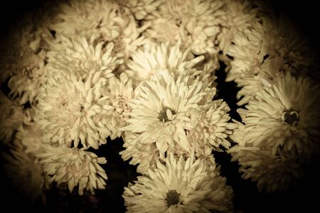 Flowers in the design of natural dark tones.の写真素材