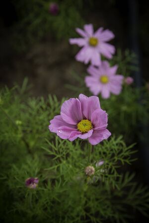 Flowers in the design of natural dark tones.の写真素材