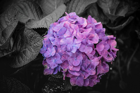 Flowers in the design of natural dark tones.