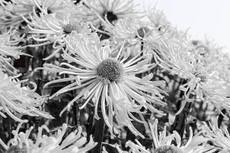 Flowers in the design of natural dark tones.の写真素材