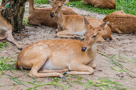 Buck deer with deer in the wildの写真素材