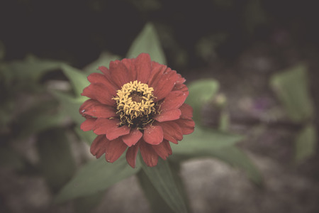 Flowers in the design of natural dark tones. The image is the art