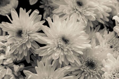 Flowers in the design of natural dark tones. The image is the artの写真素材