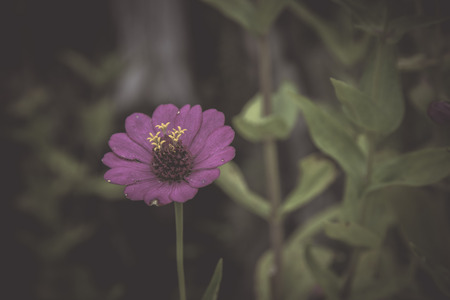 Flowers in the design of natural dark tones. The image is the artの写真素材