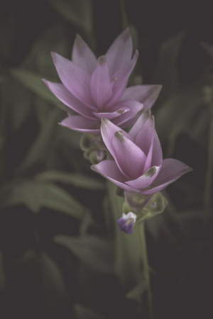 Flowers in the design of natural dark tones. The image is the artの写真素材