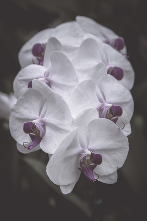 Flowers in the design of natural dark tones. The image is the artの写真素材