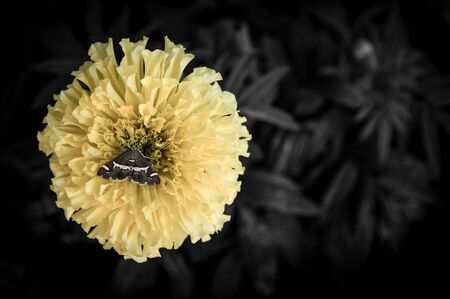Flowers in the design of natural dark tones. The image is the artの写真素材