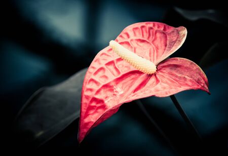 Flowers in the design of natural dark tones. The image is the artの写真素材