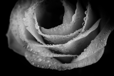 Rose Vintage Flowers In warm tonesの写真素材