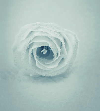 Rose Vintage Flowers In warm tonesの写真素材